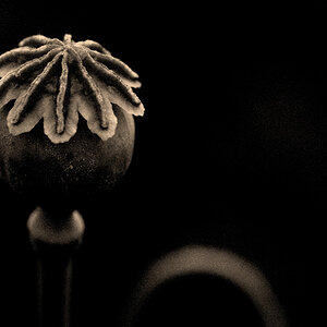 mohn 2012 bw