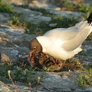 comp Eidersperrwerk 0271