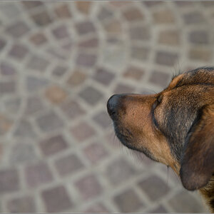 porphyrhund