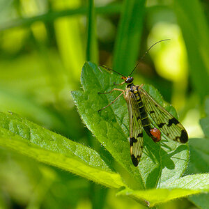 120526 Männliche Skorpionsfliege 086