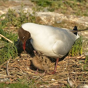 comp Eidersperrwerk 0991