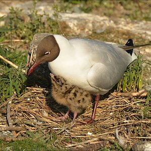 comp Eidersperrwerk 0993