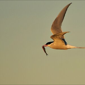 comp Eidersperrwerk 0046b