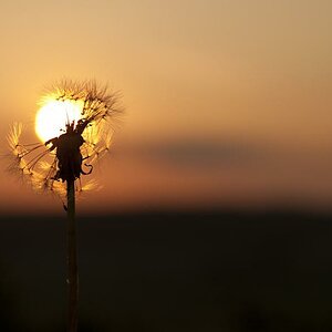 Pusteblume