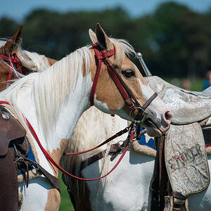 Wildpferde 2012 6