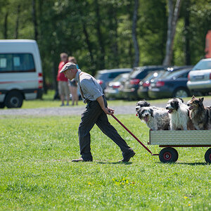 Wildpferde 2012 7