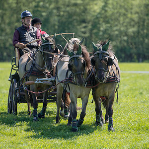 Wildpferde 2012 8