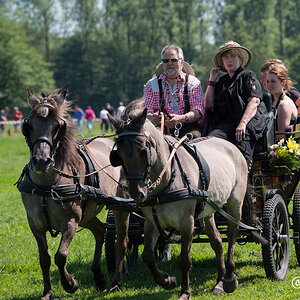 Wildpferde 2012 10