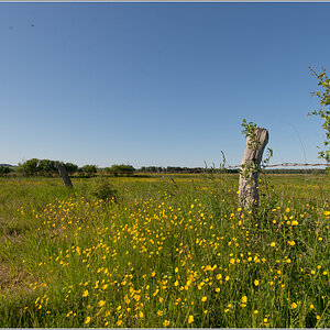 ne wiese