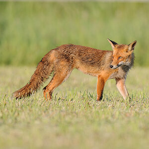 Fuchs 1101