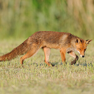 Fuchs 1112
