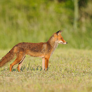 Fuchs 1116