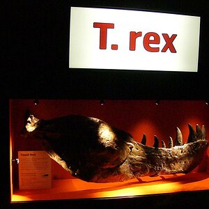 T Rex