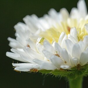 00191 Gänseblümchen als Biotop