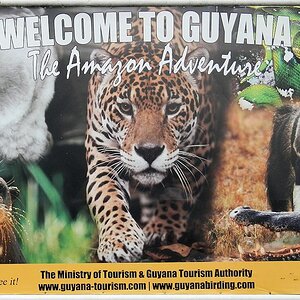 Willkommen in Guyana.
Das Plakat in Geogetown verspricht viel Wildlife
0223