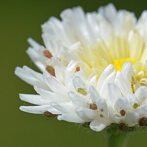 00192 Gänseblümchen als Biotop