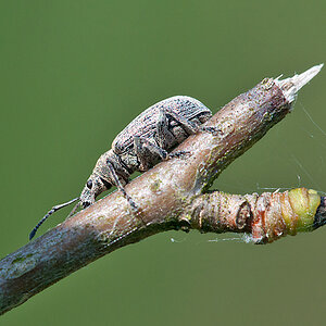 Knospenrüssler Grauer 2012 05 26 01