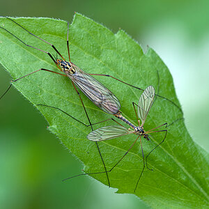 Schnaken 2012 05 27 01