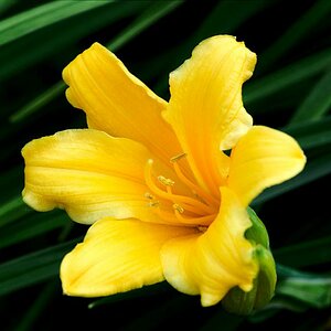 Blüte