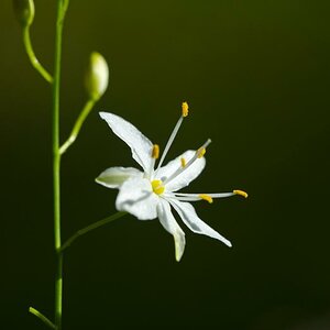 kleine Blume