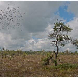 Schwarze Moor