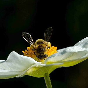Biene auf Blume