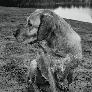 Mein 90%-Labrador am Grunewaldsee in Berlin

Wie immer:
Nikon F-501
Nikkor 35-70