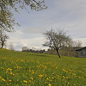 HF14207 Frühlingswiese mit Säntis verkleinert
