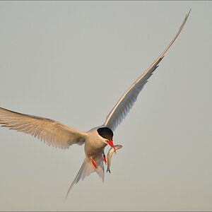 aacomp katingerwatt 20120526 1211