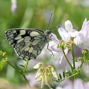 Schachbrettfalter 2012 06 21 01