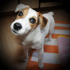 ...Tierbabys
Joey 01