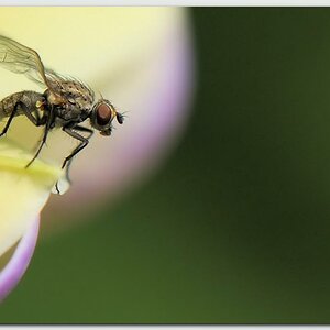 Fliege 12 1