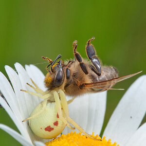 2012 06 07 Spinne mit Biene 001