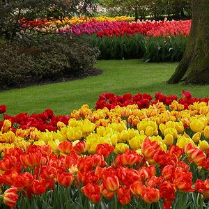 tulpen meer