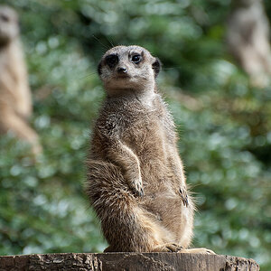 Zoo Wuppertal082011 059