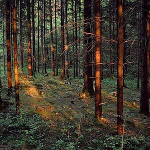 Sonnenuntergang im Wald