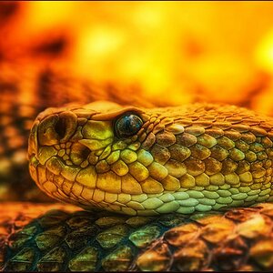 eyecatcher

Basilisken-Klapperschlange {Crotalus basiliscus}