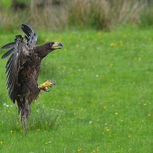 comp Seeadler