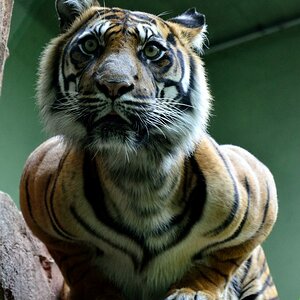 Tiger Zoo Frankfurt