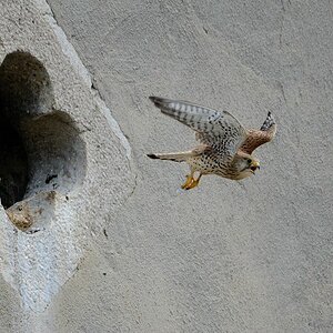 Falke Abflug Nisthöhle
