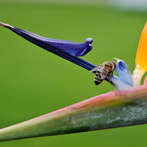 NF F 2012 06 08 DSC 1802 INSEKTENZEIT ANALOGIE