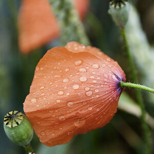 Mohn mit Sonne ... war leider aus.