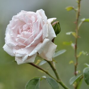 Rose 2.8