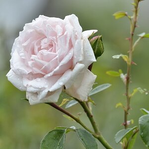 Rose 5.6