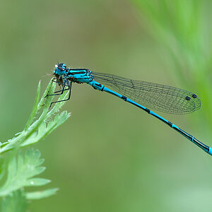 Azurjungfer Hufeisen 2012 05 29 03