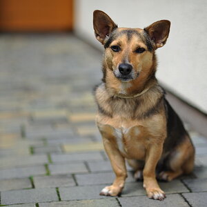 Zeigt her Eure Hunde
Henry, der X-beinige Freund des Nachbarn....