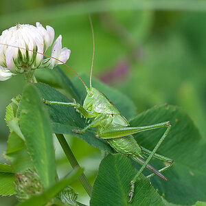 Kurzflüglige Schwertschrecke 2012 06 07