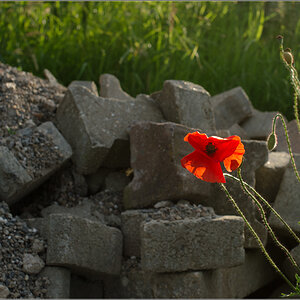 mohn und steine2