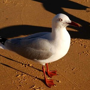 Silver Gull, Watsons Bay, Sydney