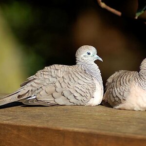 Pigeon of Taronga Zoo, Sydney